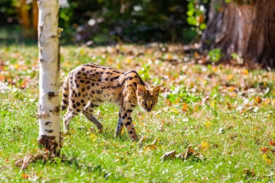 Zoo Amiens Metropole