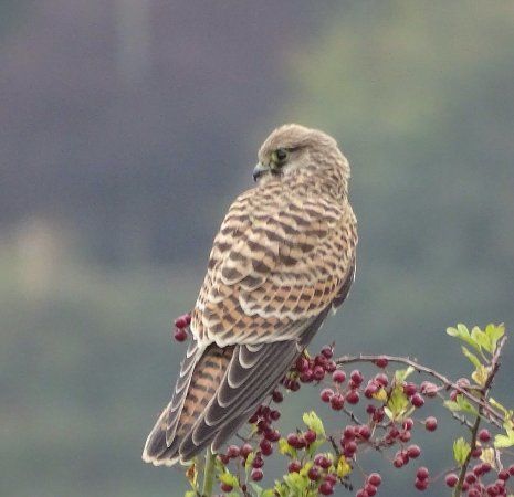 The Falconry Academy