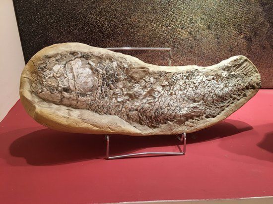 Musée de minéralogie et de paléontologie Stamatiadis