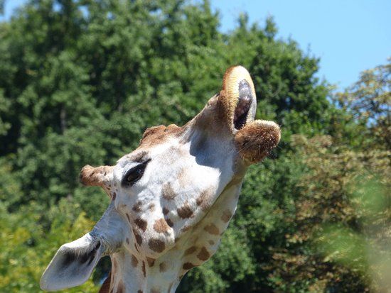 Jardin zoologique de Lyon