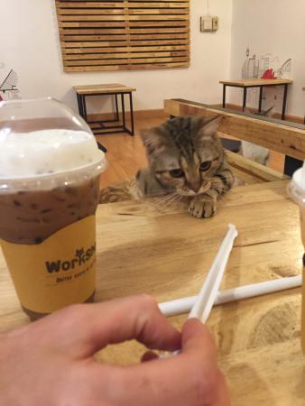 Workshop Coffee Space & CatHouse