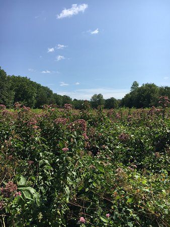 Willard's Woods