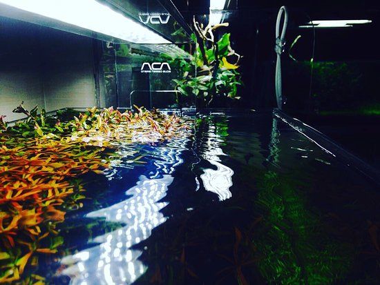 Still Water Aquatics