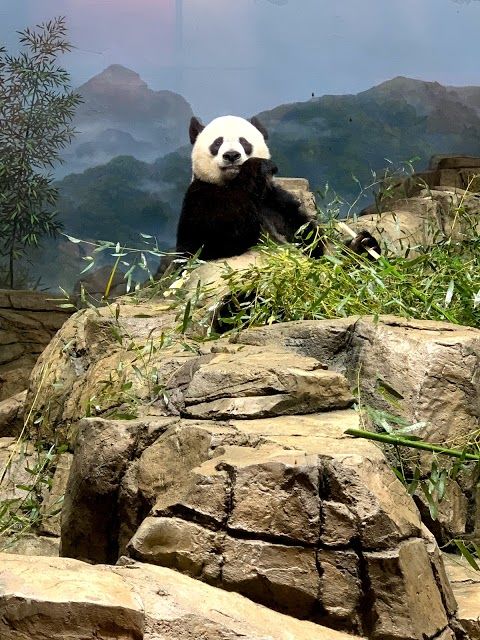 Parque zoológico nacional Smithsoniano
