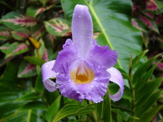 Orchideengarten Monteverde