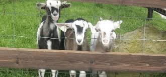 Moher Hill Open Farm and Leisure Park