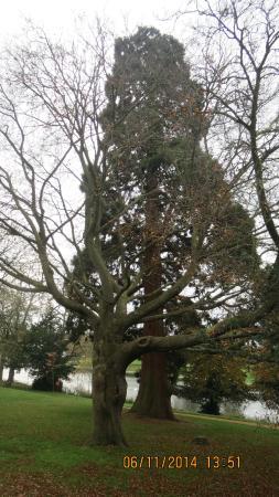 Caversham Court Gardens