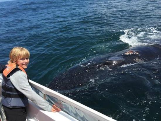 Ocean Odyssey Whale Watching Knysna