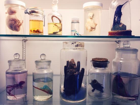 Morbid Anatomy Museum