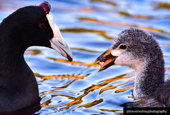 Die Oog Bird Sanctuary