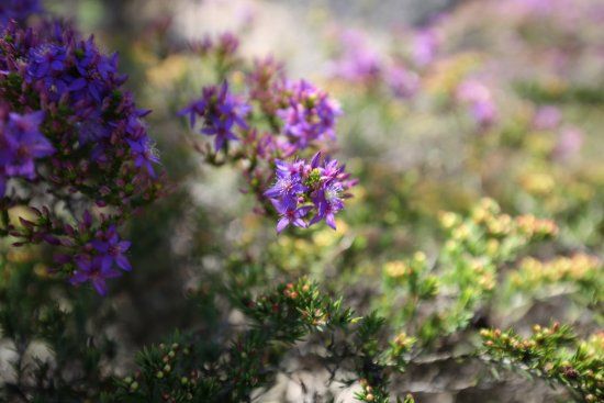 Australian National Botanic Gardens