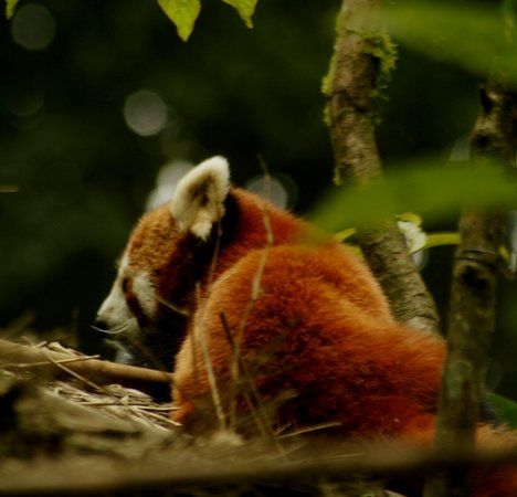 Padmaja Naidu Himalayan Zoological Park
