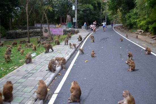 Monkey Hill