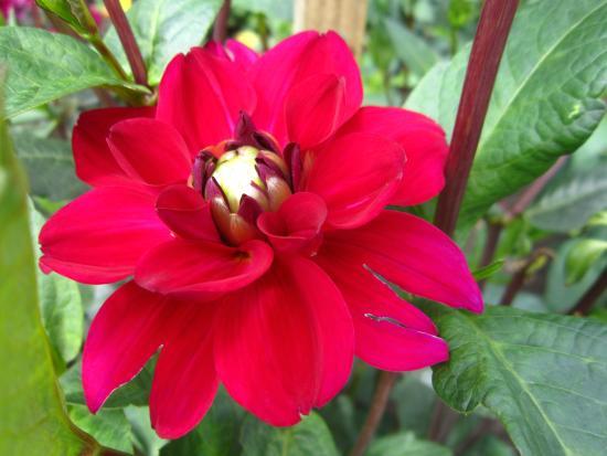 Botanischer Garten der Universität Lettlands