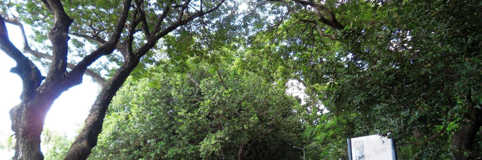 George Brown Darwin Botanic Gardens