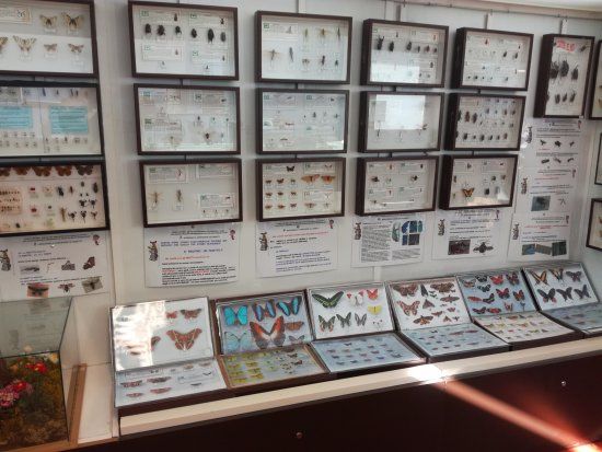 Museo civico di scienze naturali Alessio Amighetti