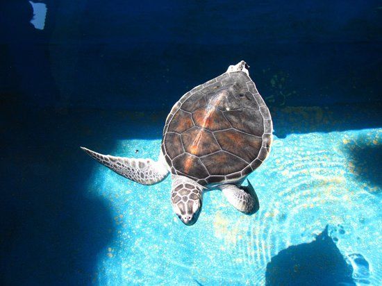 Sea Turtle Center