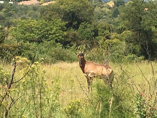 Faerie Glen Nature Reserve